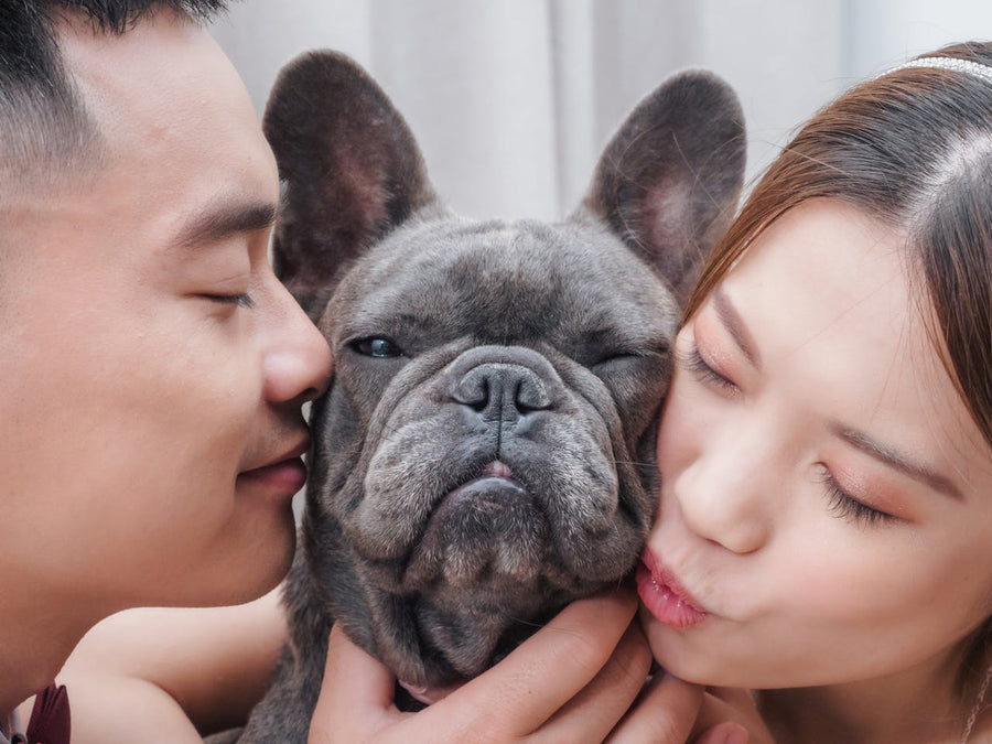 @hugo.frenchie