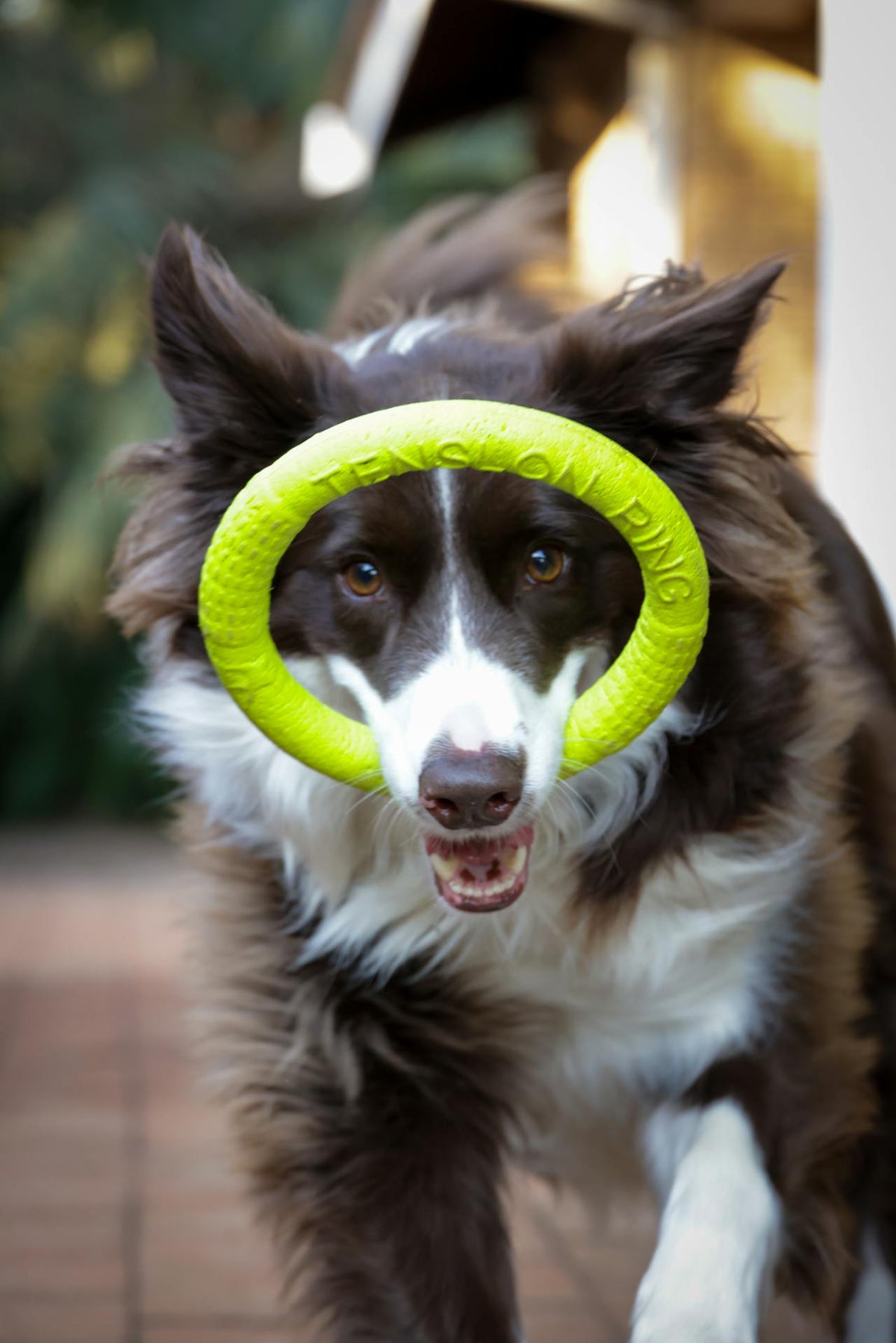 Toys & Play.